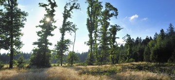 foret recht